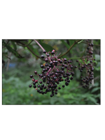Sambucus-Canadensis.jpg