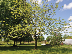 Noyer-Cendré-en-mai.jpg