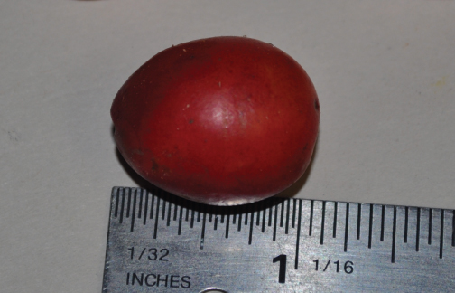 Prune.jpg