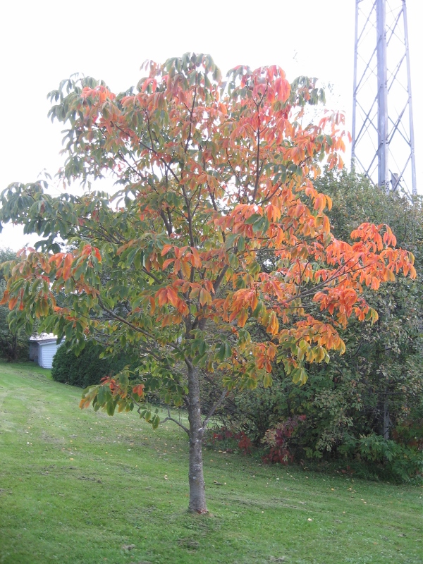 IMG_4497 (600x800).jpg