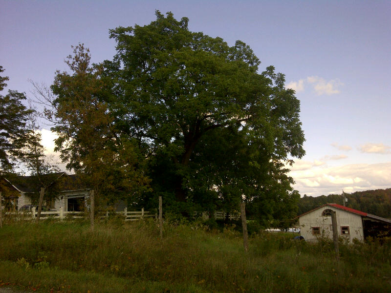 ives-hill.jpg