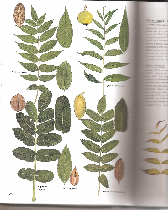 encyclo des arbres noyers 001 (640x800).jpg