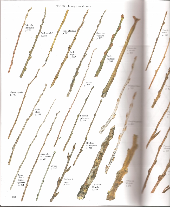 encyclo des arbres 001 (654x800).jpg