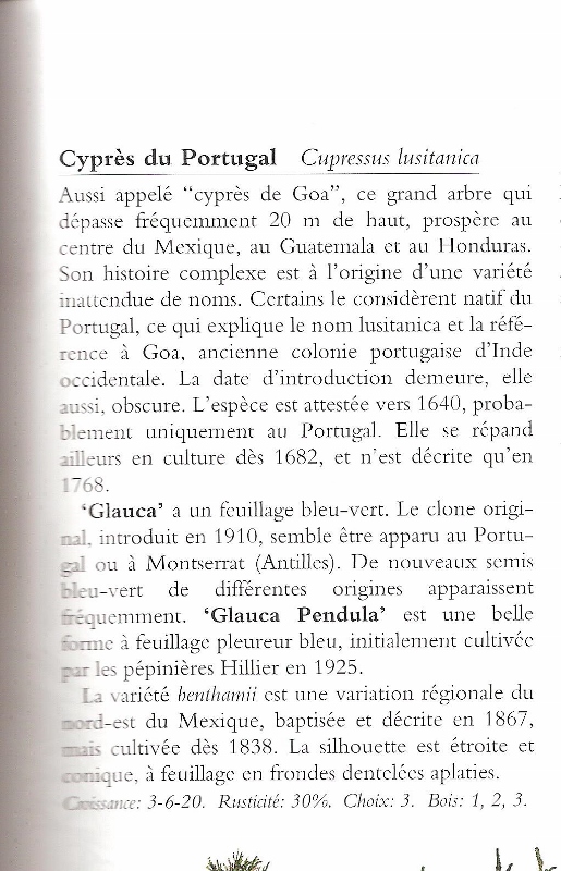 cyprès 001 (515x800).jpg