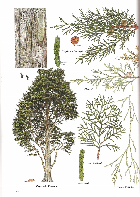 Cyprès 002 (569x800).jpg