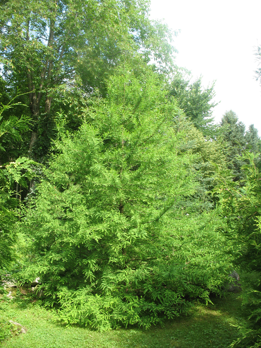 Taxodium.JPG