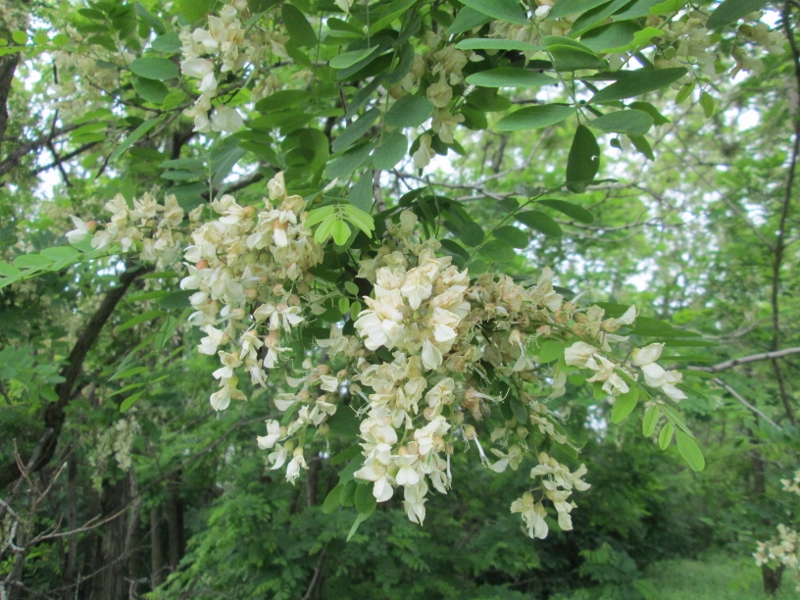 robinier faux-acacia, 6  juin 2013 001 (800x600).jpg