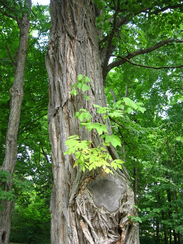 IMG_4925 (2) (600x800).jpg