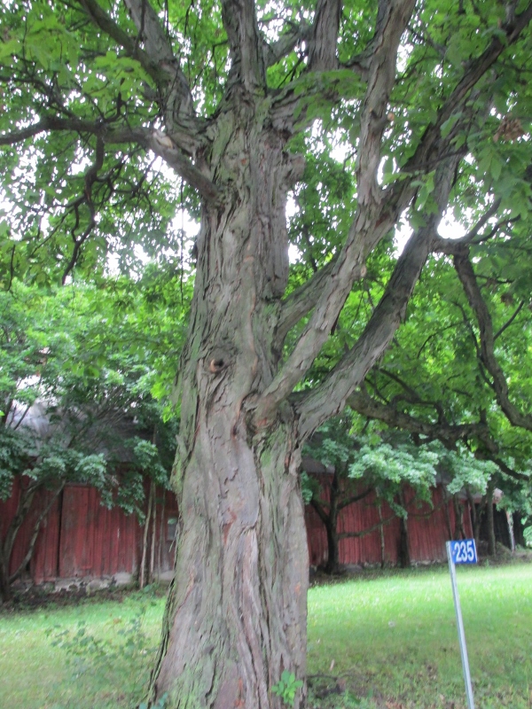 IMG_4755 (600x800) (2).jpg