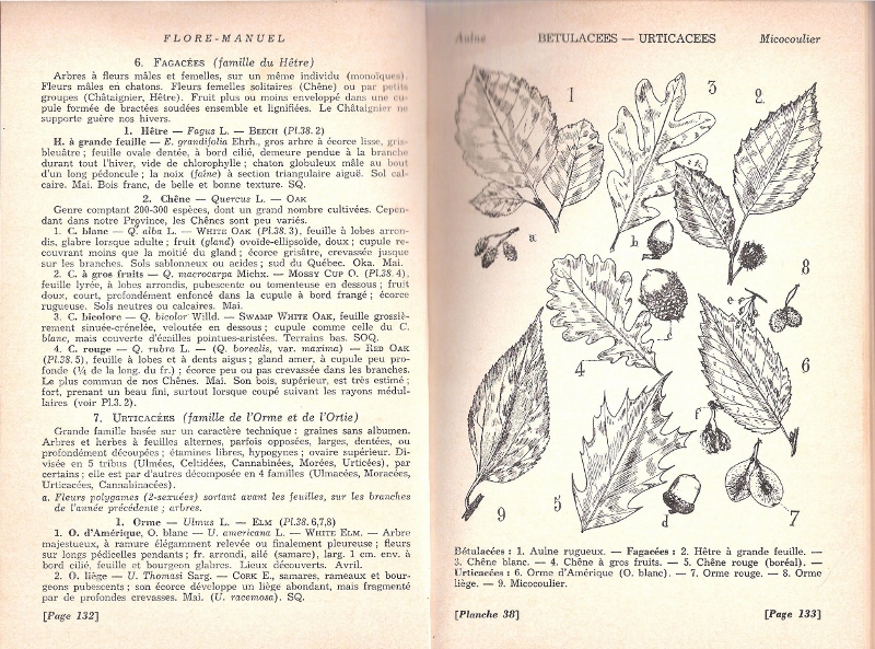 botanique 001 (800x593).jpg