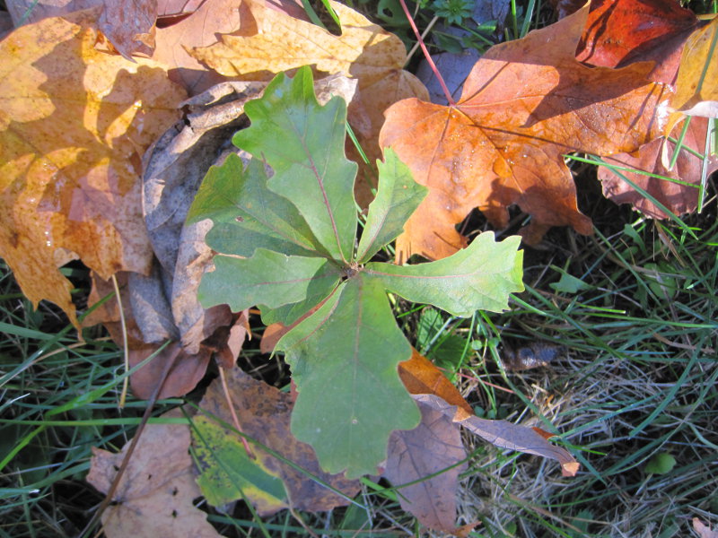 arbre2.JPG
