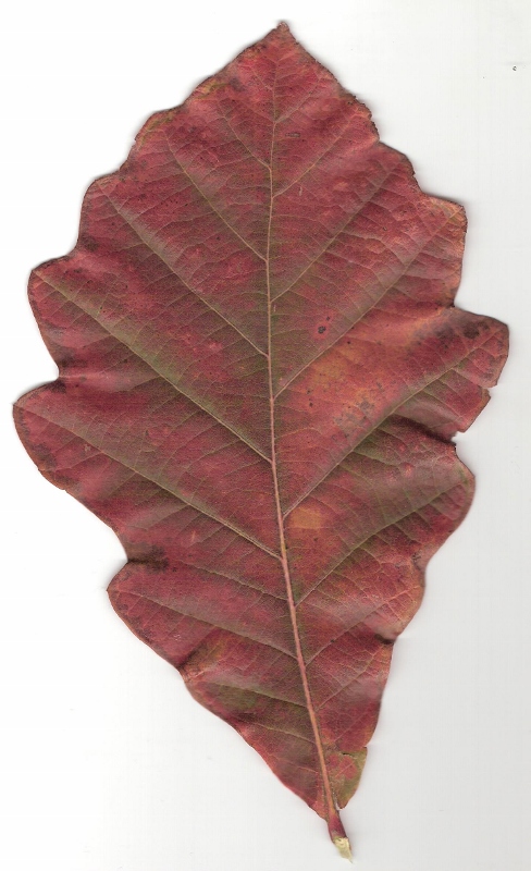 chêne bicolore 001 (488x800).jpg