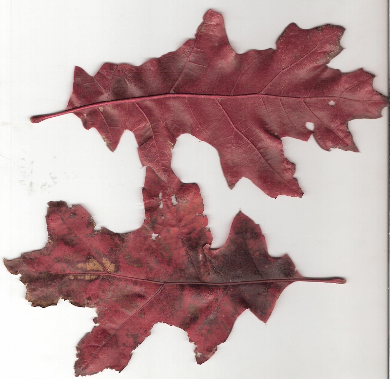 chêne écarlate 001 (800x778).jpg
