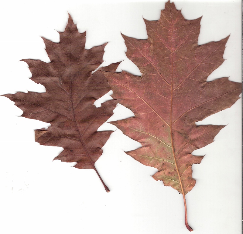 chêne rouge 001 (800x772).jpg