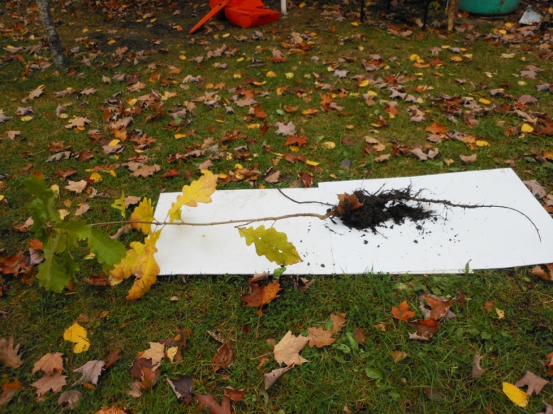 chêne transplanté, 10 oct 2014.jpg