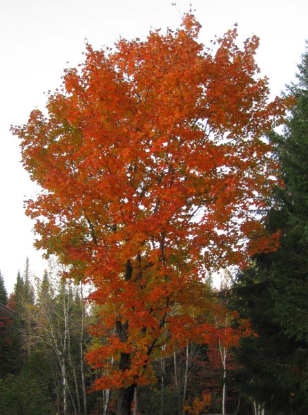 arbre.JPG